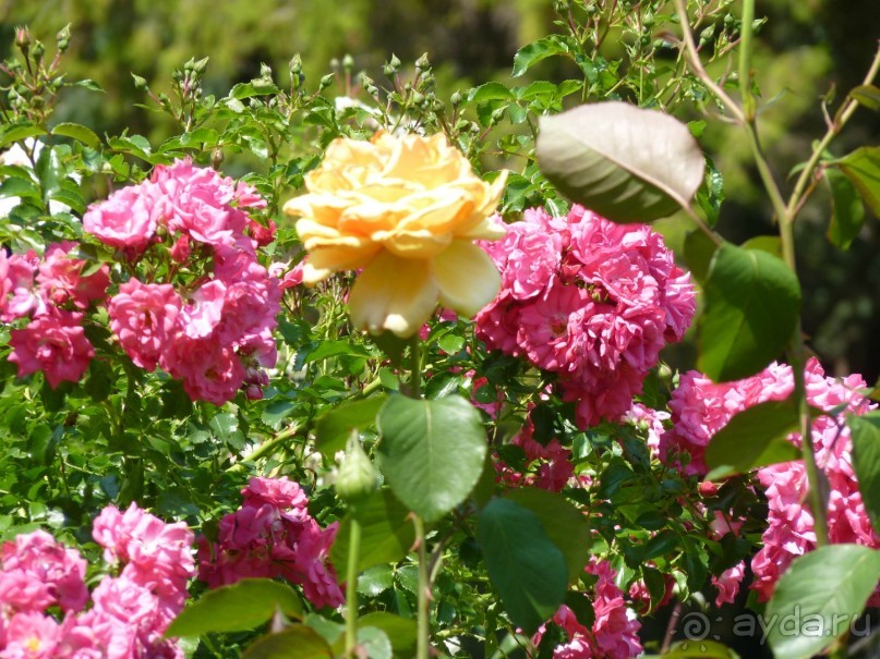 Баден просто Баден