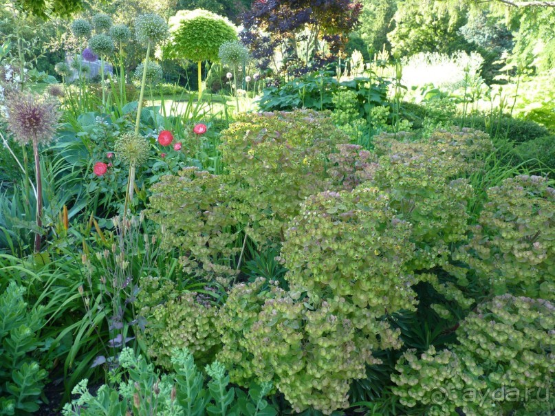 Баден просто Баден