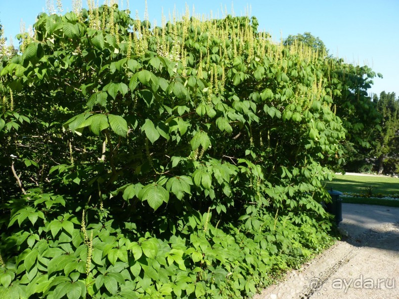 Баден просто Баден