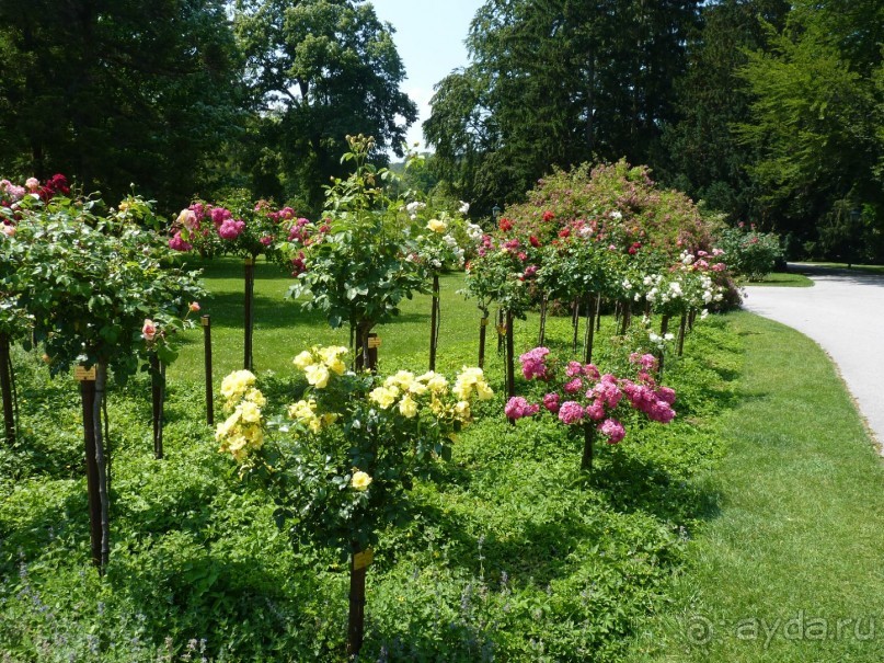 Баден просто Баден