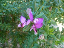 Путешествие перед Рождеством, на поезде из Москвы в Рим и далее с остановками....  четыре дня в Риме