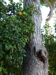 Путешествие перед Рождеством, на поезде из Москвы в Рим и далее с остановками....  четыре дня в Риме