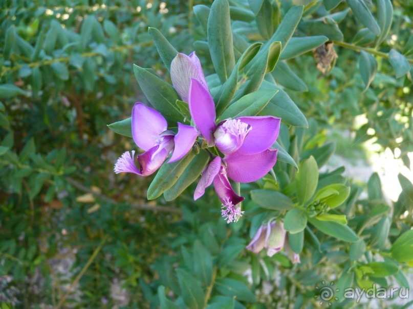 Путешествие перед Рождеством, на поезде из Москвы в Рим и далее с остановками....  четыре дня в Риме