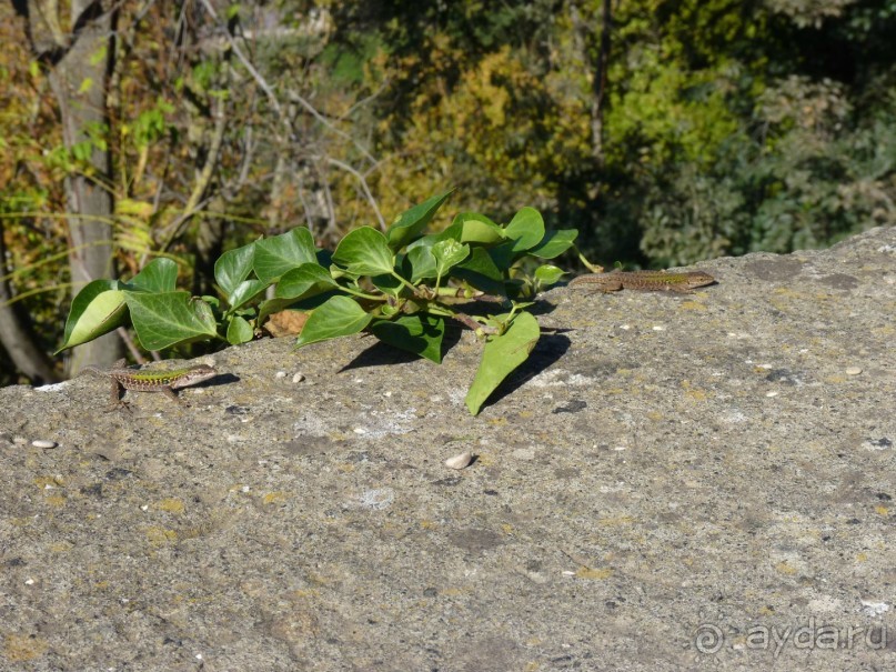 Путешествие перед Рождеством, на поезде из Москвы в Рим и далее с остановками....  четыре дня в Риме