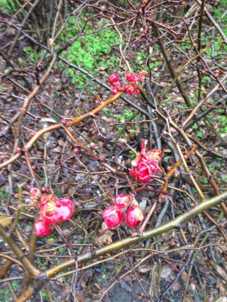 Почему-бы не побывать в Польше?  Рождественская ярмарка в Кракове и отдых в Бескидах.
