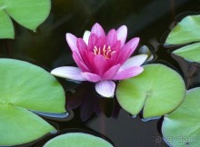 Бавария, Австрия, Италия и др.