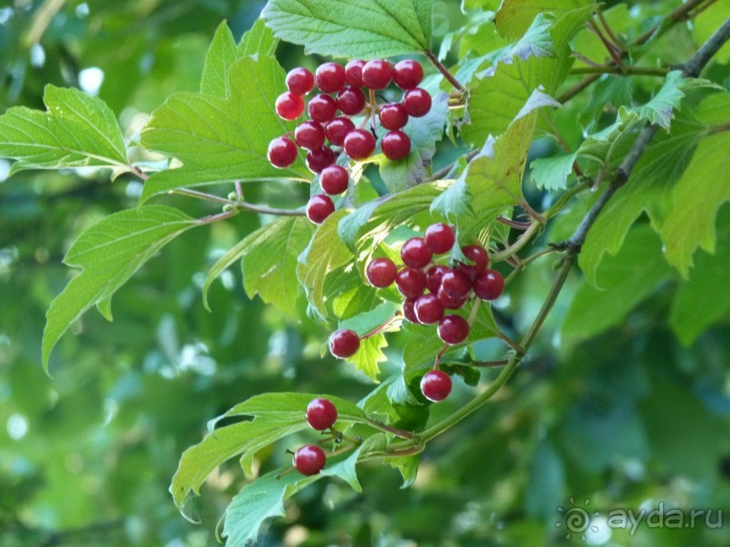 Бавария, Австрия, Италия и др.