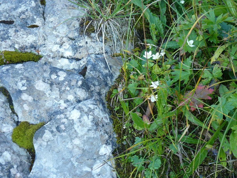Бавария, Австрия, Италия и др.