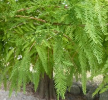 Часть 3. А впереди еще Италия и др. 