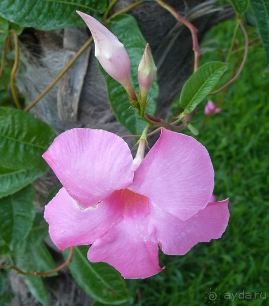 Часть 3. А впереди еще Италия и др. 