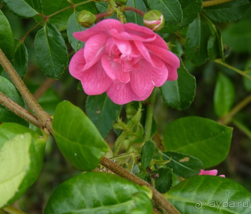 Часть 3. А впереди еще Италия и др. 