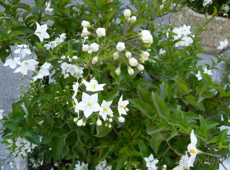 Часть 3. А впереди еще Италия и др. 