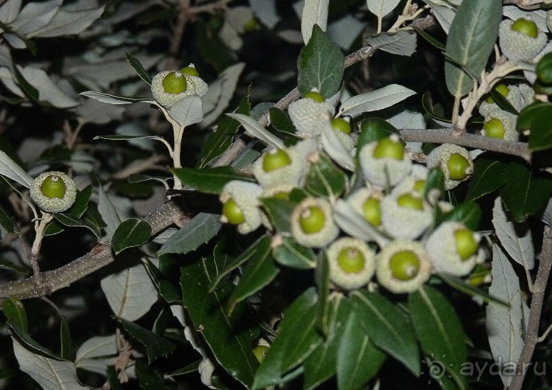 Часть 3. А впереди еще Италия и др. 