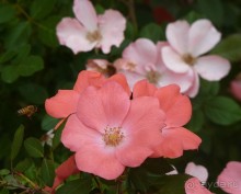 Часть 3. А впереди еще Италия и др. 