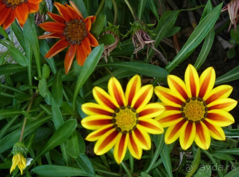 Часть 3. А впереди еще Италия и др. 