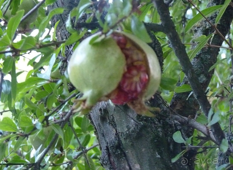 Часть 3. А впереди еще Италия и др. 