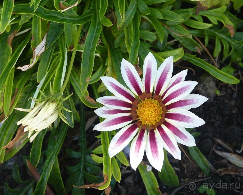 Часть 3. А впереди еще Италия и др. 