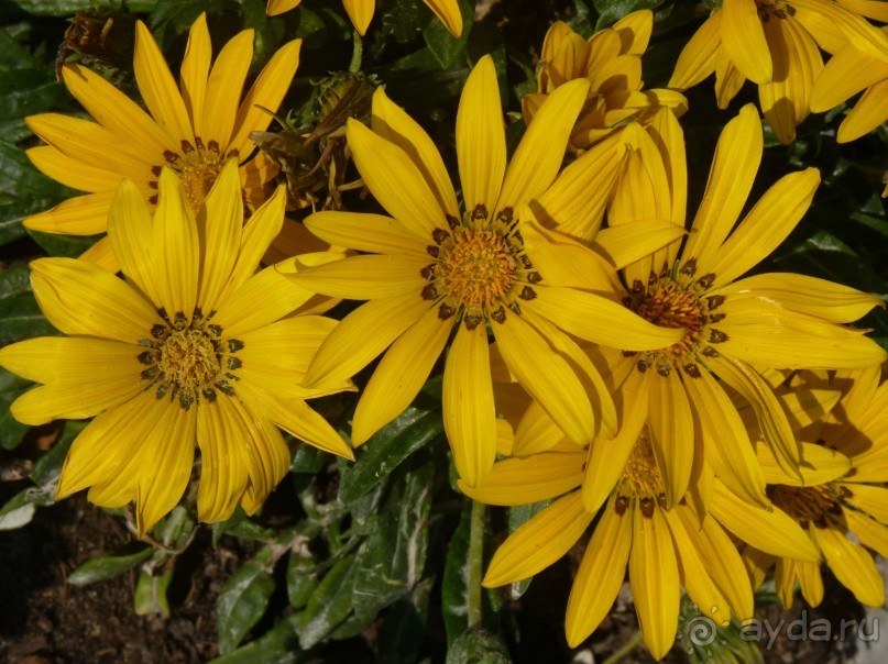 Часть 3. А впереди еще Италия и др. 