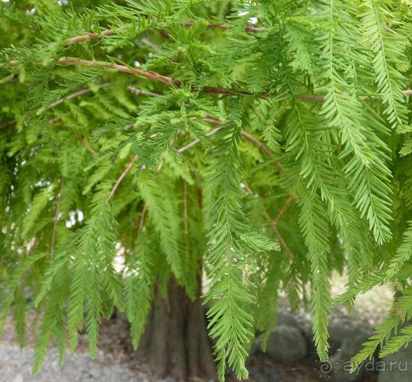 Часть 3. А впереди еще Италия и др. 