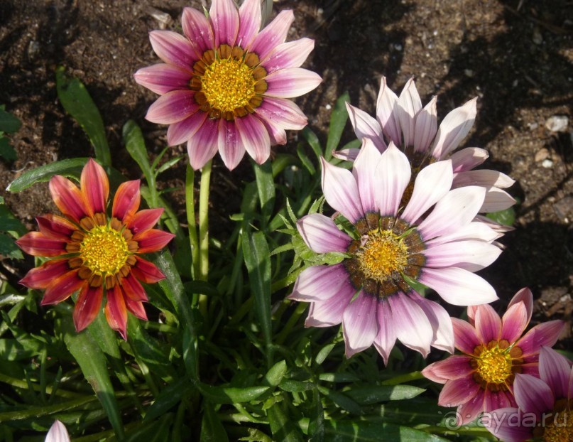 Часть 3. А впереди еще Италия и др. 