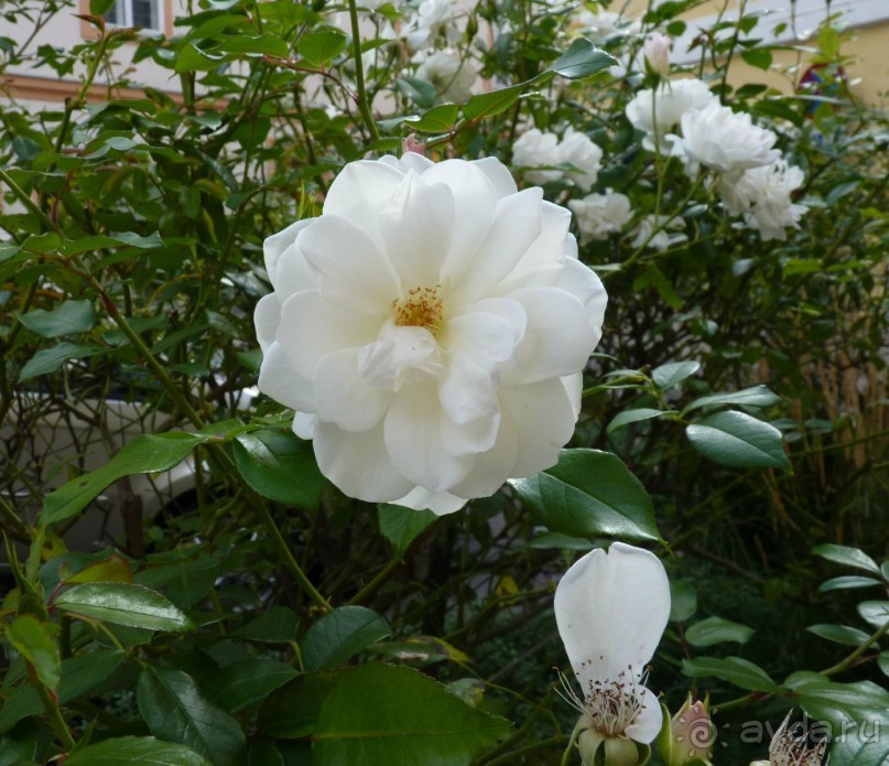 Часть 3. А впереди еще Италия и др. 