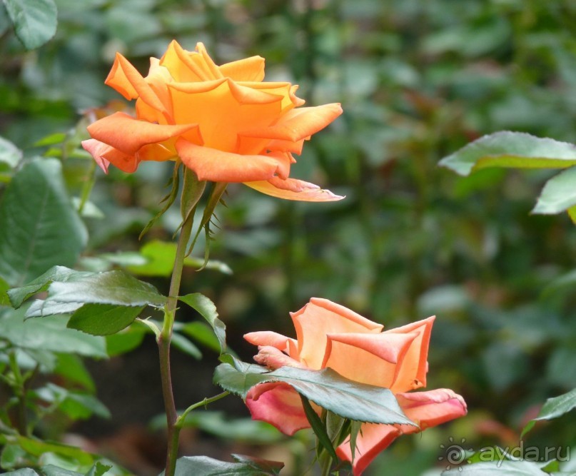 Часть 3. А впереди еще Италия и др. 