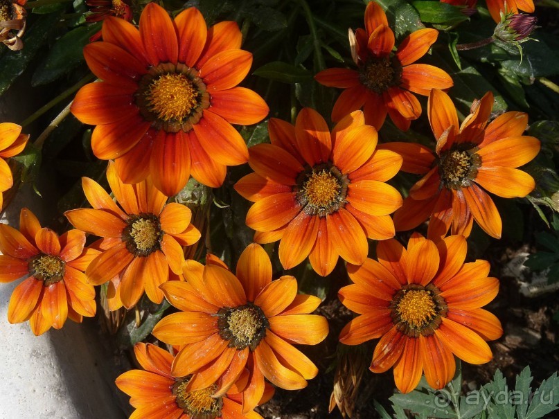 Часть 3. А впереди еще Италия и др. 