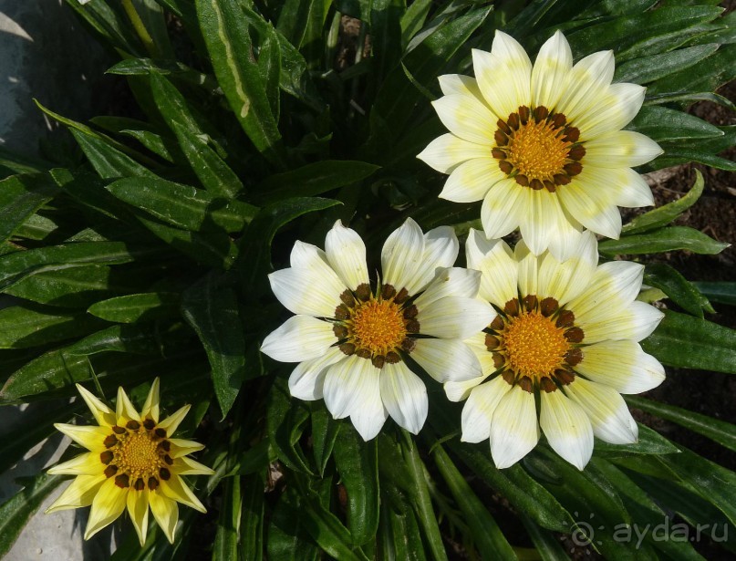 Часть 3. А впереди еще Италия и др. 