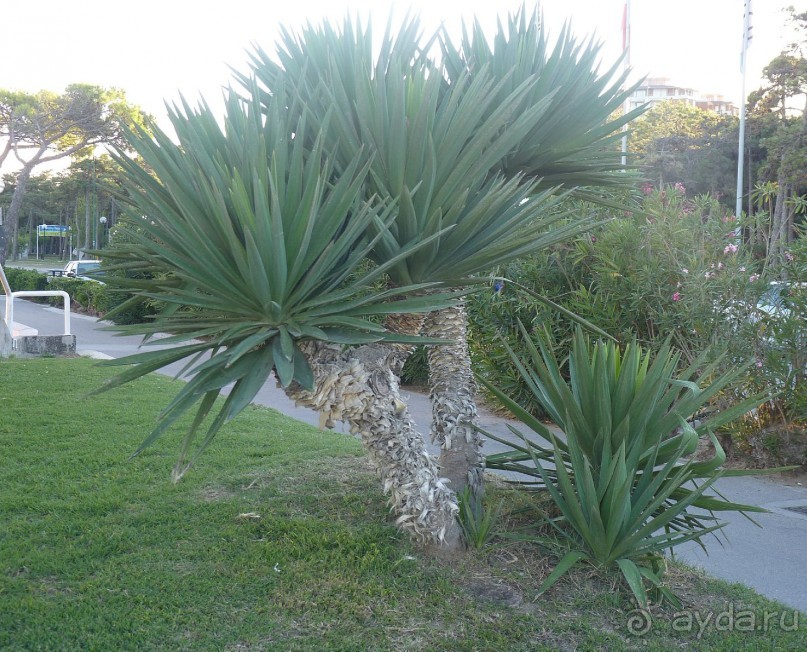 Часть 3. А впереди еще Италия и др. 