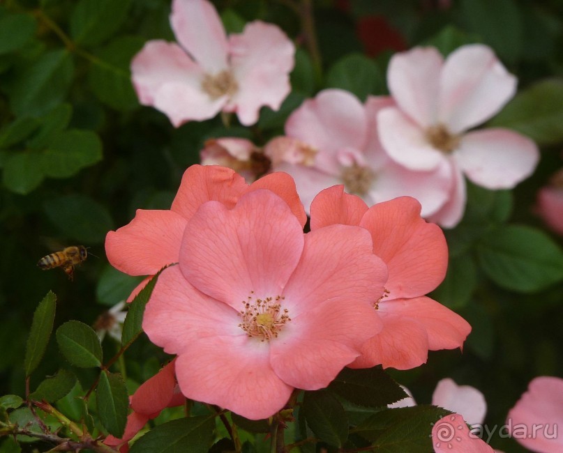 Часть 3. А впереди еще Италия и др. 