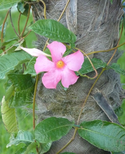 Часть 3. А впереди еще Италия и др. 