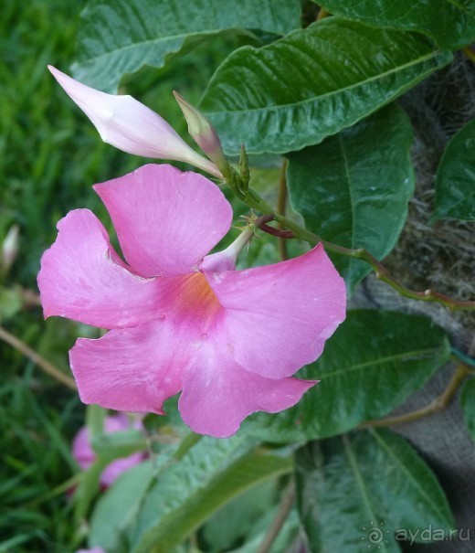 Часть 3. А впереди еще Италия и др. 