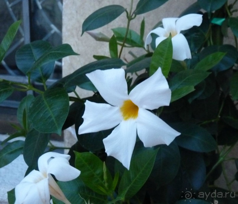 Часть 3. А впереди еще Италия и др. 