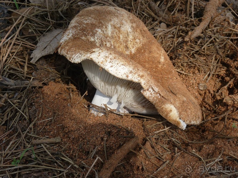 Часть 3. А впереди еще Италия и др. 