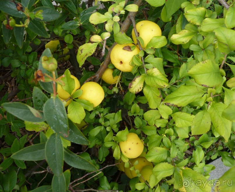 Часть 3. А впереди еще Италия и др. 