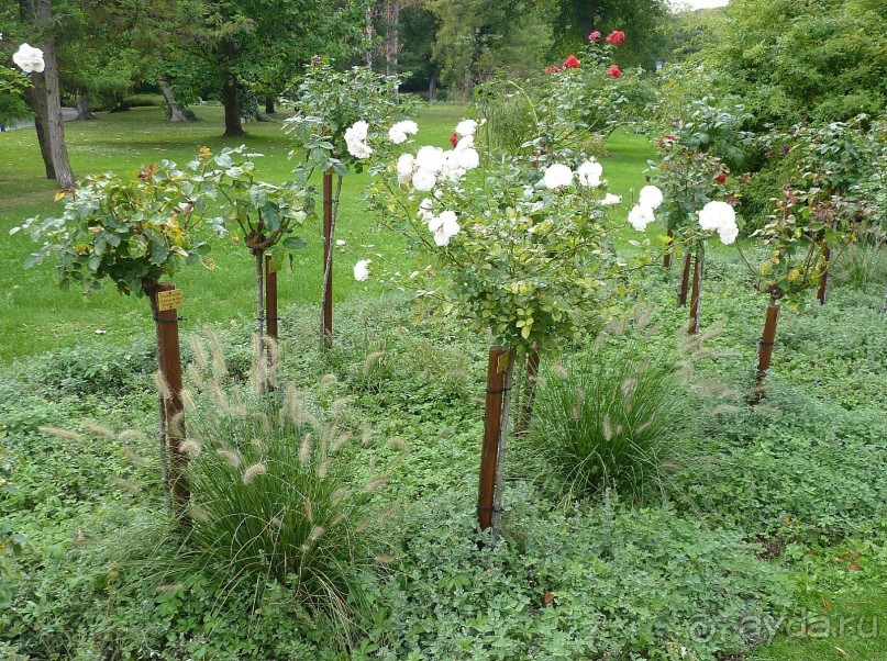 Часть 3. А впереди еще Италия и др. 