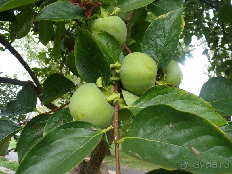 Часть 3. А впереди еще Италия и др. 