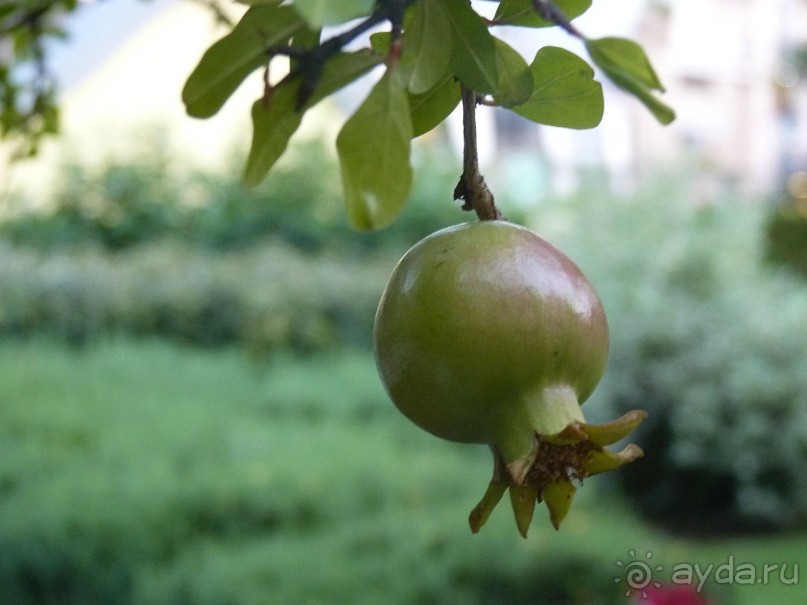 Часть 3. А впереди еще Италия и др. 