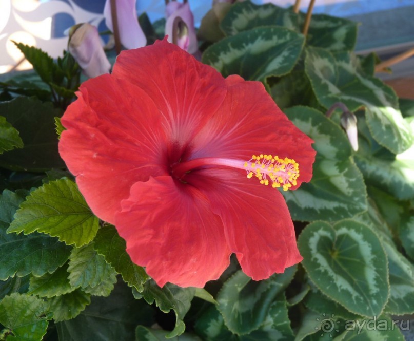 Часть 3. А впереди еще Италия и др. 