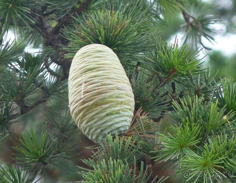 Часть 3. А впереди еще Италия и др. 