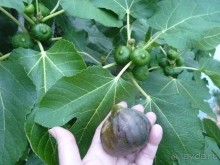 Еще одно путешествие с посещением Чехии, Австрии, Словении и  отдыхом в Хорватии. Часть 5. Хорватия