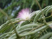 фото Рабаца