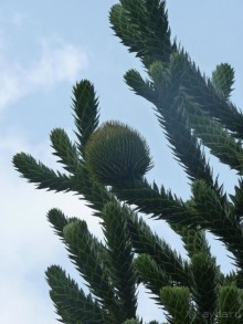 фото Рабаца