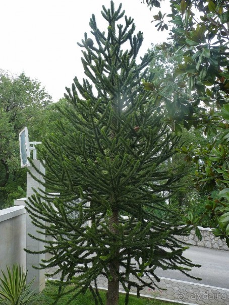 Еще одно путешествие с посещением Чехии, Австрии, Словении и  отдыхом в Хорватии. Часть 5. Хорватия