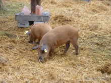 Перед Рождеством на поезде из Москвы...а напоследок Вена Часть 8.