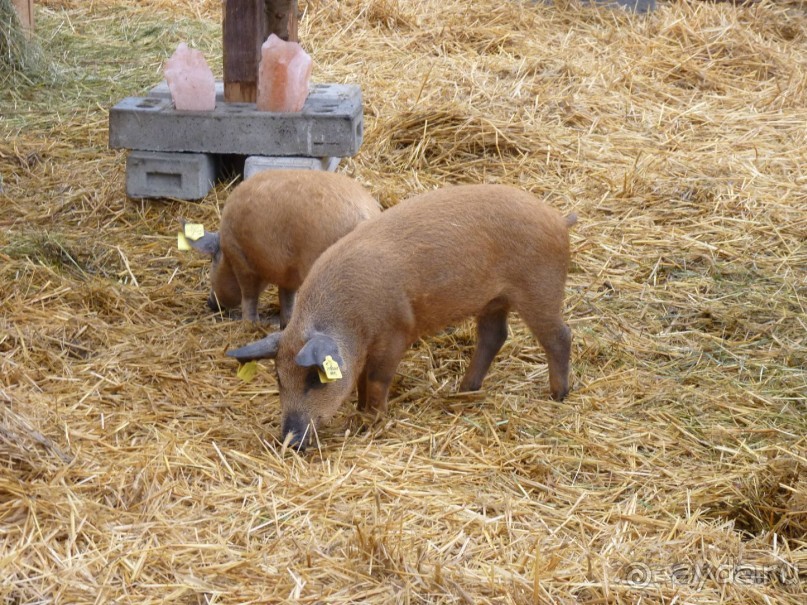 Перед Рождеством на поезде из Москвы...а напоследок Вена Часть 8.