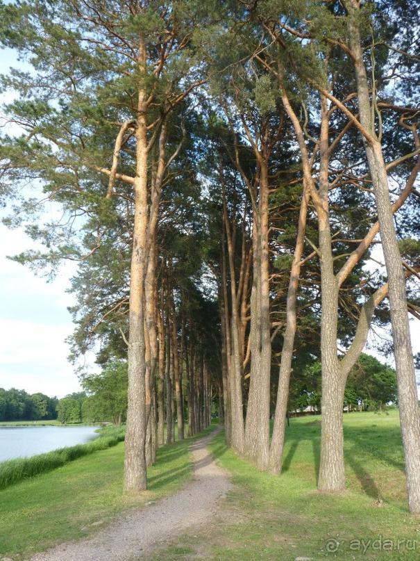 Беларусь. Замки Радзивиллов. 