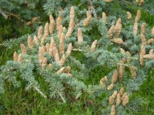 По садам и замкам большой компанией или какими могут быть парки