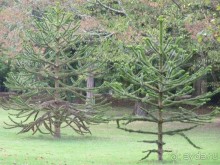По садам и замкам большой компанией или какими могут быть парки