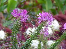 По садам и замкам большой компанией или какими могут быть парки